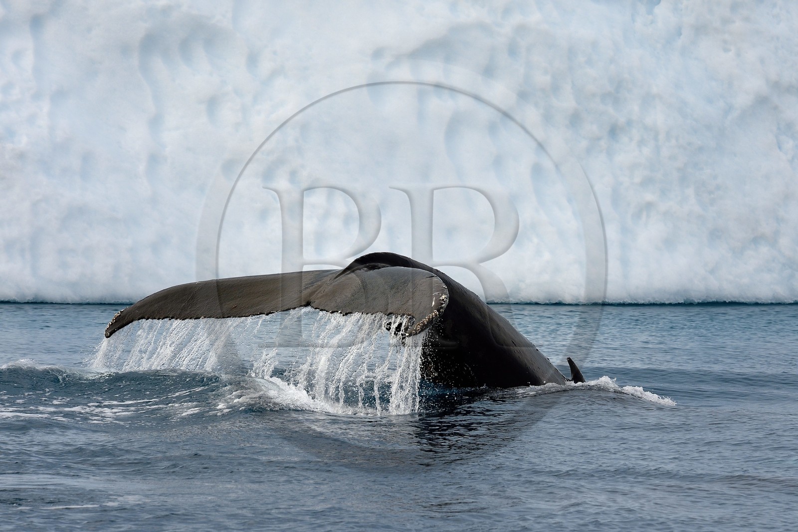 Greenland, west coast, Disko Bay, Ilulissat, icefjord listed as World heritage by UNESCO that is the mouth of the Sermeq Kujalleq Glacier, tail of a diving humpback whale (Megaptera novaeangliae) in front of an iceberg