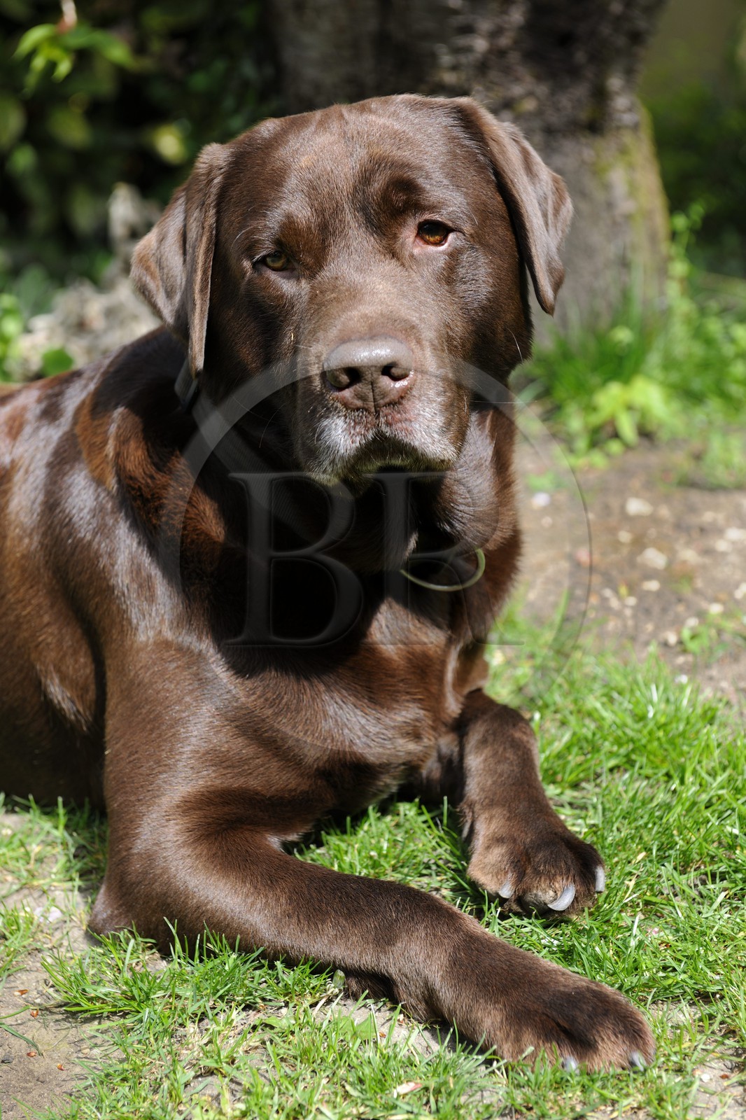 France, Val-de-Marne (94), Bry-sur-Marne, le labrador Buddy