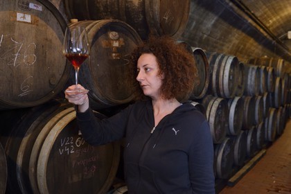 Greece, Cyclades, Aegean Sea, Santorini (Thira or Thera), plain of Oia, Domaine Sigalas winery