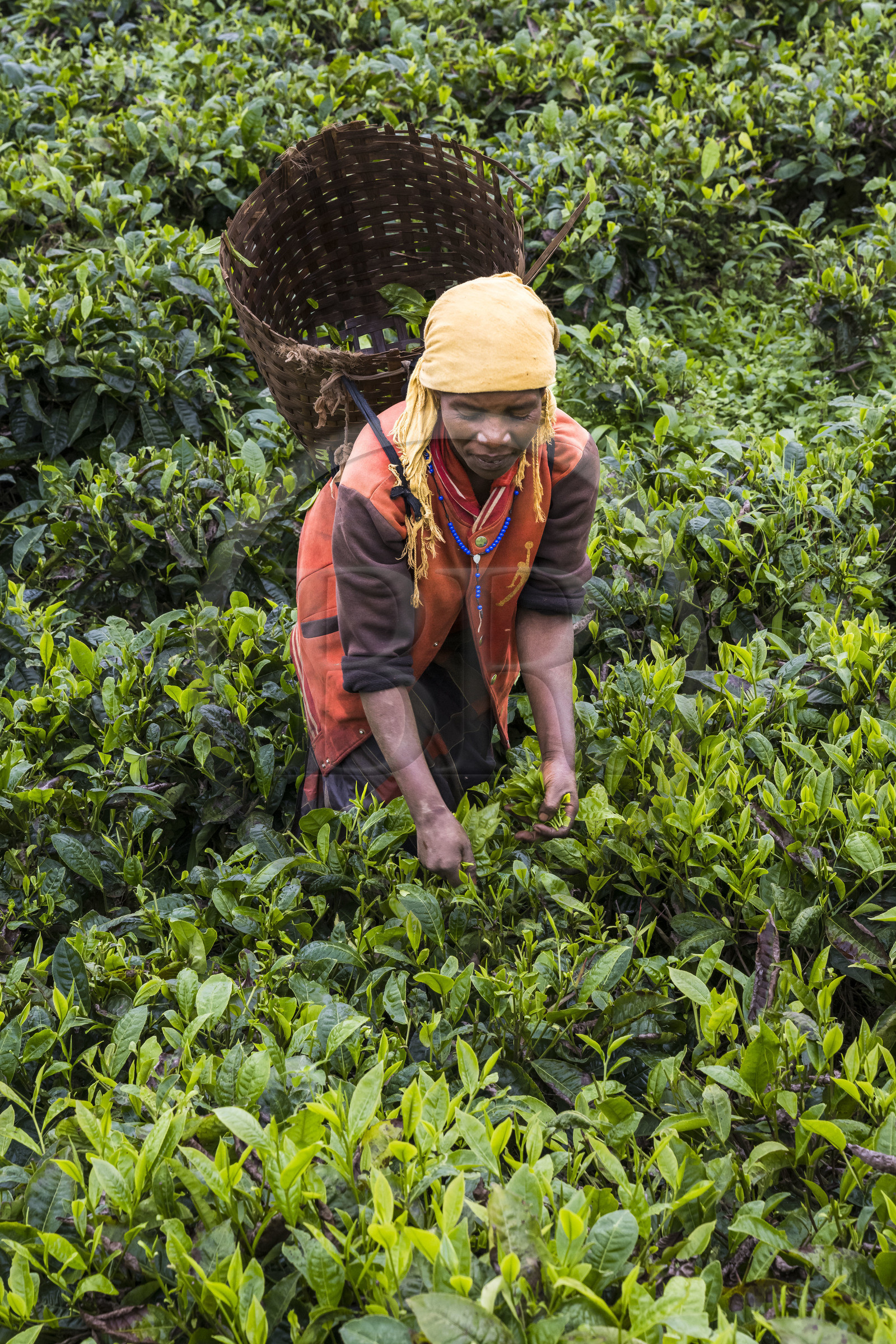 Rwanda, Province de l’Ouest, Nyakabuye, cueillette du thé dans une plantation de thé