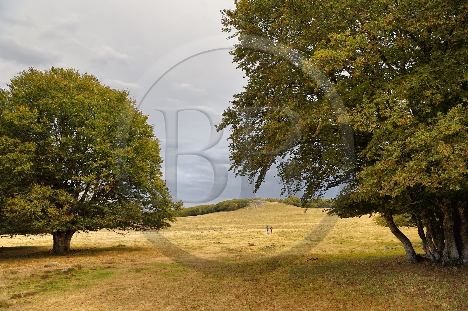 France, Cantal (15), Parc naturel régional de l'Aubrac, plateau de l'Aubrac, Saint-Urcize, forêt du Pas de Mathieu, vestige de la hêtraie originale de l'Aubrac