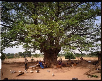 Burkina Faso, province de Poni, pays des Lobi, Loropéni, arbre devant une maison du village de Ouadara sous lequel se trouve une tombe et plusieurs autels, on trouve toujours un arbre dans les abords immédiats de chaque maison autant pour l'ombrage qu'il apporte que pour ses fruits, une grande partie de la vie sociale s'y déroule: les hommes y discutent et boivent le dolo pendant que les femmes s'affairent à leur vannerie ou encore à écosser des pois