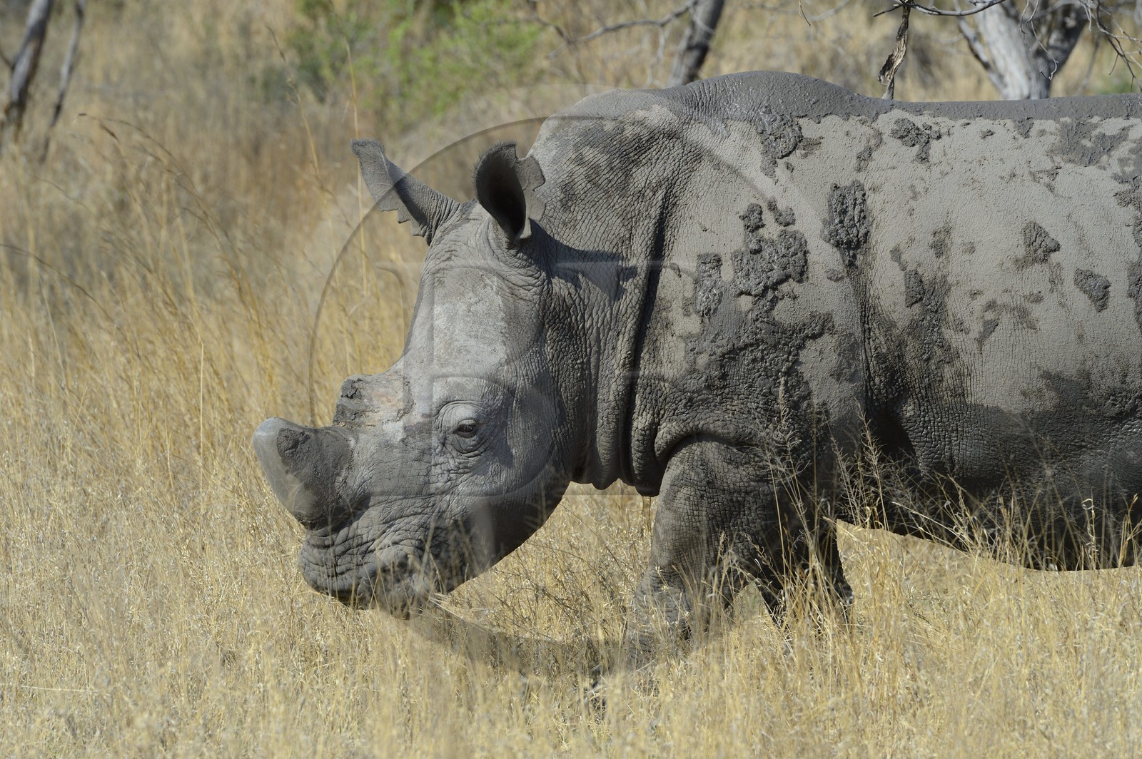 Zimbabwe, Matabeleland South Province, Matobo or Matopos Hills National Park, listed as World Heritage by UNESCO, White Rhinoceros (Ceratotherium simum), adult male of about 15 years