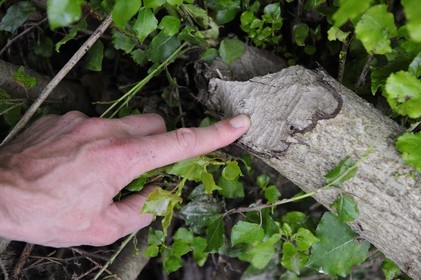 France, Nièvre (58), la Loire vers Pouilly-sur-Loire, traces de dents de castor