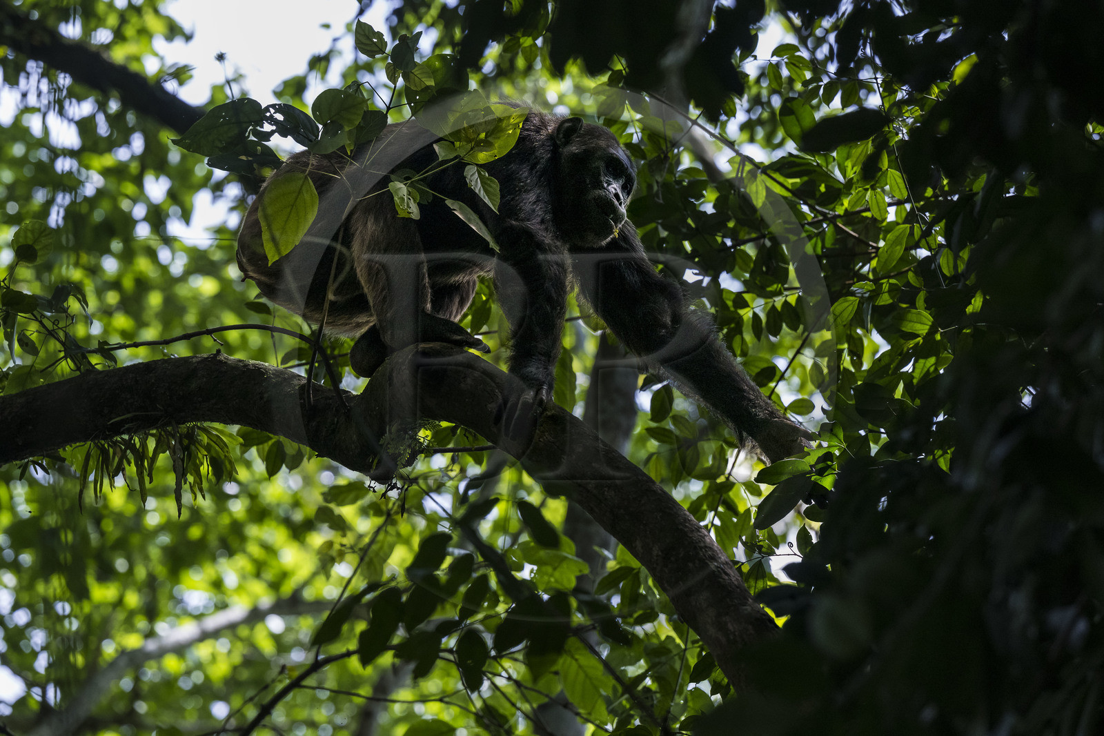 Rwanda, Province de l’Ouest, Nyakabuye, Parc national de Nyungwe, forêt tropicale humide naturelle de Cyamudongo, Chimpanzé commun (Pan Troglodytes)