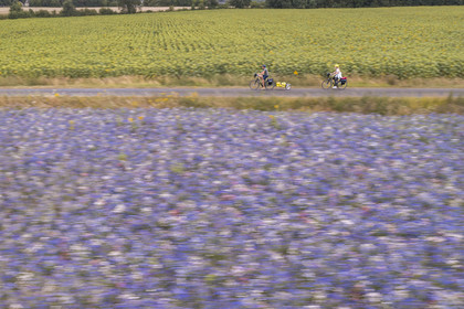 France, Maine-et-Loire (49), vallée de la Loire classée au Patrimoine Mondial par l'UNESCO, Saumur vers Saint-Hilaire, randonnée à bicyclette avec une remorque transportant le matériel de camping (vue aérienne)