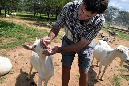Namibia, Otjiwarongo, Cheetah Conservation Fund, research and education centre, Alpine goats breeding for milk production and the Farms Manager Johan Britz