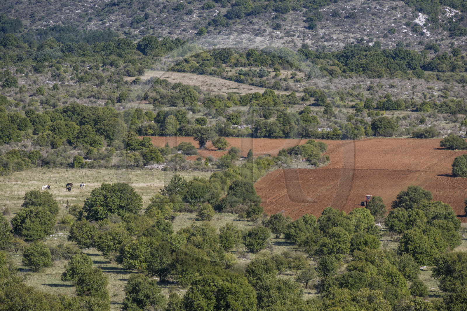 France, Hérault (34), les Causses et les Cévennes, paysage culturel de l'agro-pastoralisme méditerranéen inscrit au Patrimoine Mondial de l'UNESCO, Saint-Maurice-Navacelles, champ cultivé dans un paysage typique du Causse du Larzac