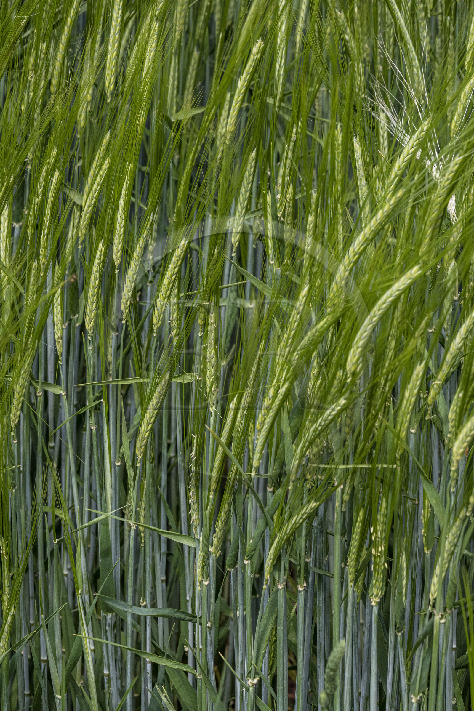 France, Haute-Loire (43), Saint-Martin-de-Fugères, épis de blé