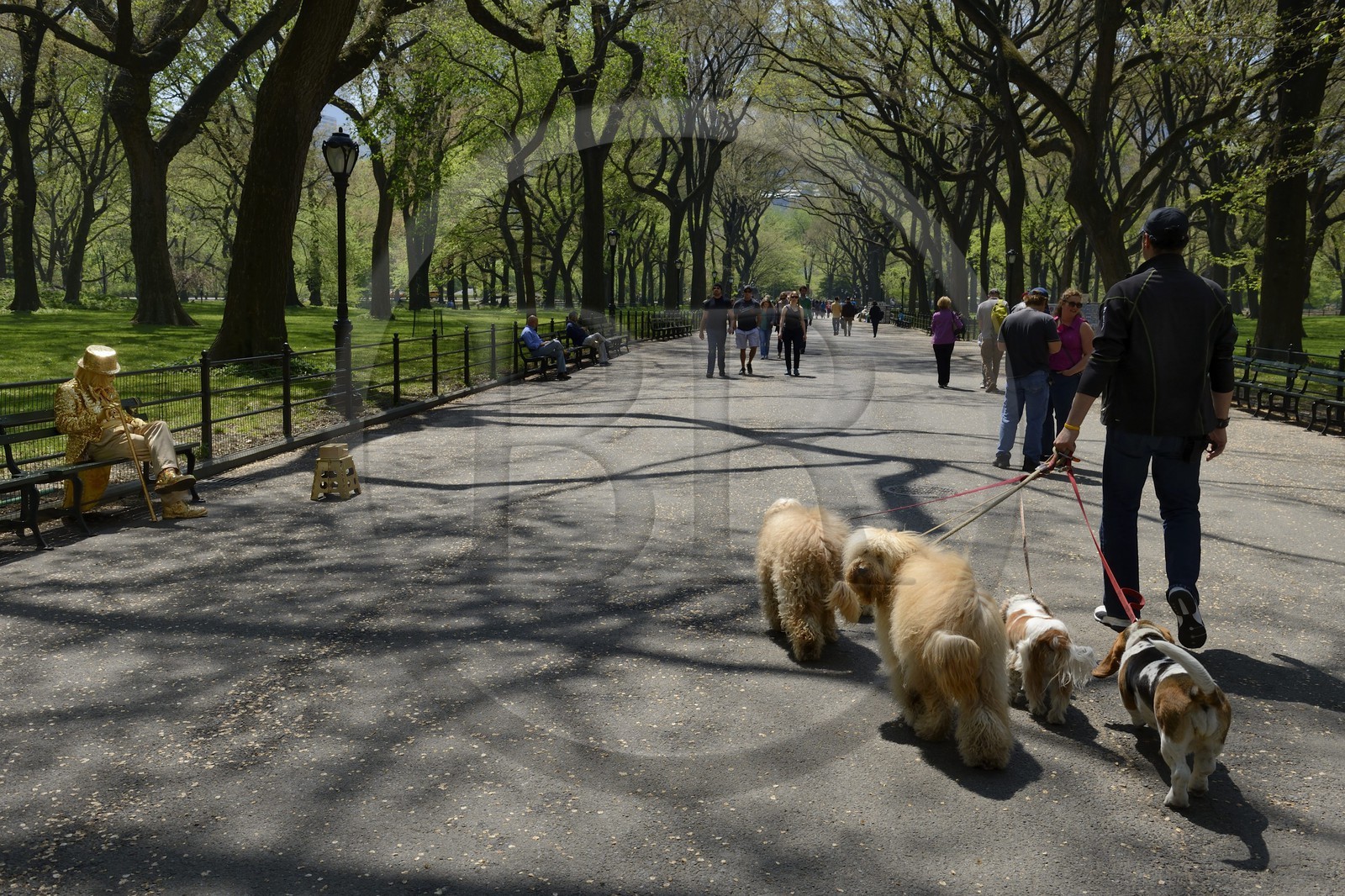 United States, New York City, Manhattan, Central Park, Francesco professional dog walker on The Mall and Literary Walk