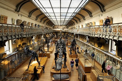 France, Paris (75), Jardin des Plantes, Museum National d'Histoire Naturelle, Galeries de Paléontologie et d'Anatomie comparée