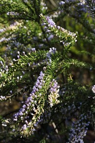 France, Var, Le Rayol Canadel sur Mer, Domaine du Rayol, Conservatoire du Littoral Estate compulsory mention, Jardin des Mediterranees designed by landscaper Gilles Clément, High altitude Chile garden, Fabiana