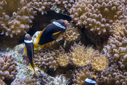 Espagne, Catalogne, Barcelone, Port Vell, l'aquarium, clown anemone fish (Amphiprion ocellaris) and anemones