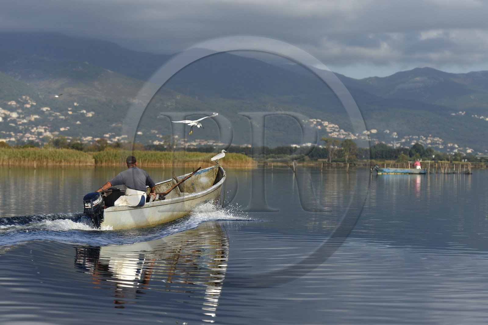 France, Haute Corse, fisherman in a boat on the pond of Biguglia (Stagnu di Chiurlinu) and little egret (Egretta garzetta), nature reserve of Corsica (RNC)