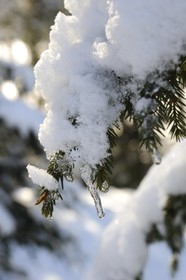 Suisse, Canton de Vaud, Villars sur Ollon, sapin sous la neige