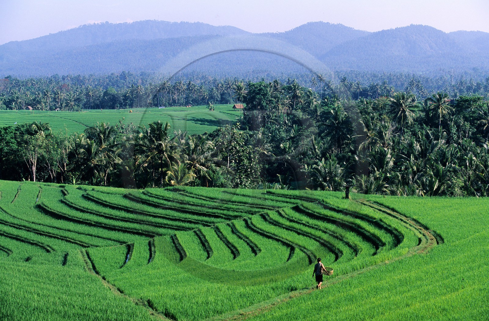 Indonesia, Bali island, rice plantations in terraces in the area of Soka