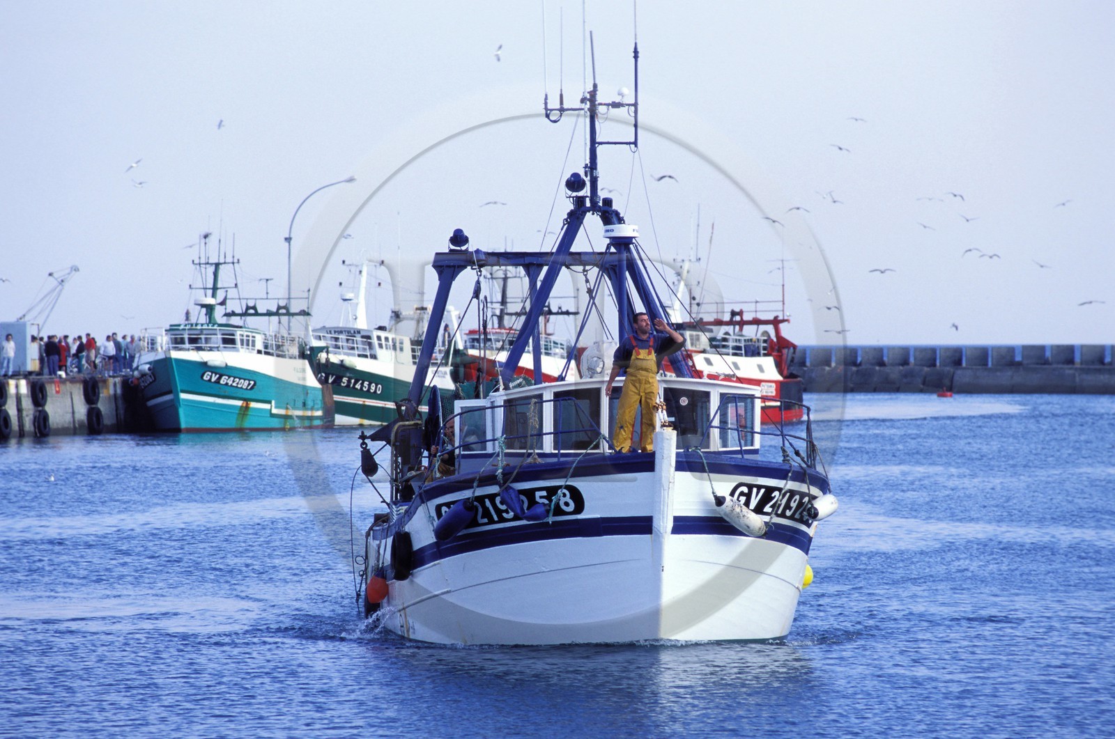 France, Finistère (29), retour de pêche dans le port de Lesconil, près du Guilvinec