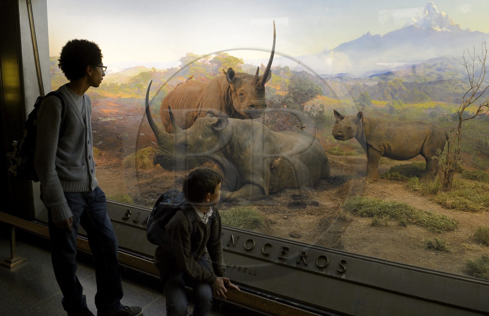 Etats-Unis, New York, Manhattan, Upper West Side, Musée Américain d'Histoire Naturelle (American Museum of Natural History), vitrine d'un diorama, rhinocéros noirs