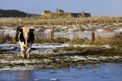 France, Manche (50), Cotentin, vaches en bordure des dunes de Utah Beach où prit place le principal débarquement americain le 6 juin 1944