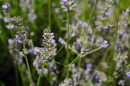 France, Var (83), Provence Verte, Bras, la maison d'hôtes Le Peyrourier une campagne en Provence, abeille butinant de la lavande