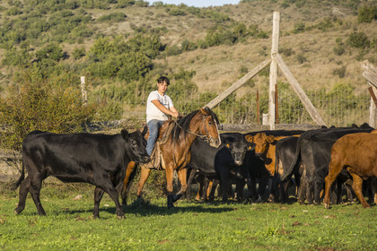 France, Hérault (34), les Causses et les Cévennes, paysage culturel de l'agro-pastoralisme méditerranéen inscrit au Patrimoine Mondial de l'UNESCO, La Vacquerie-et-Saint-Martin-de-Castries, le Mas de Cisco, Julian et son frère Charlie Amposta s'entrainant à diriger les vaches de leur troupeau