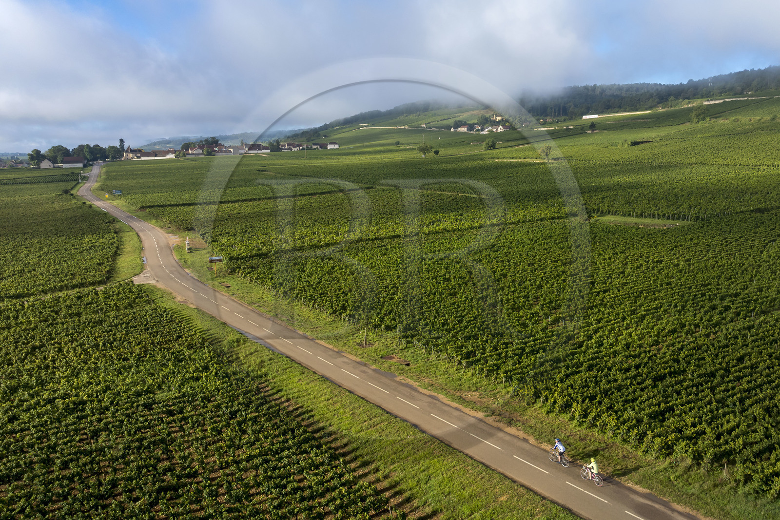 France, Cote d'Or, cultural Landscape of the climates of Burgundy listed as World Heritage by UNESCO, cyclists on  the Route des Grands Crus (road of Vintage Wines), vineyard of the Côte de Nuits at Gevrey Chambertin