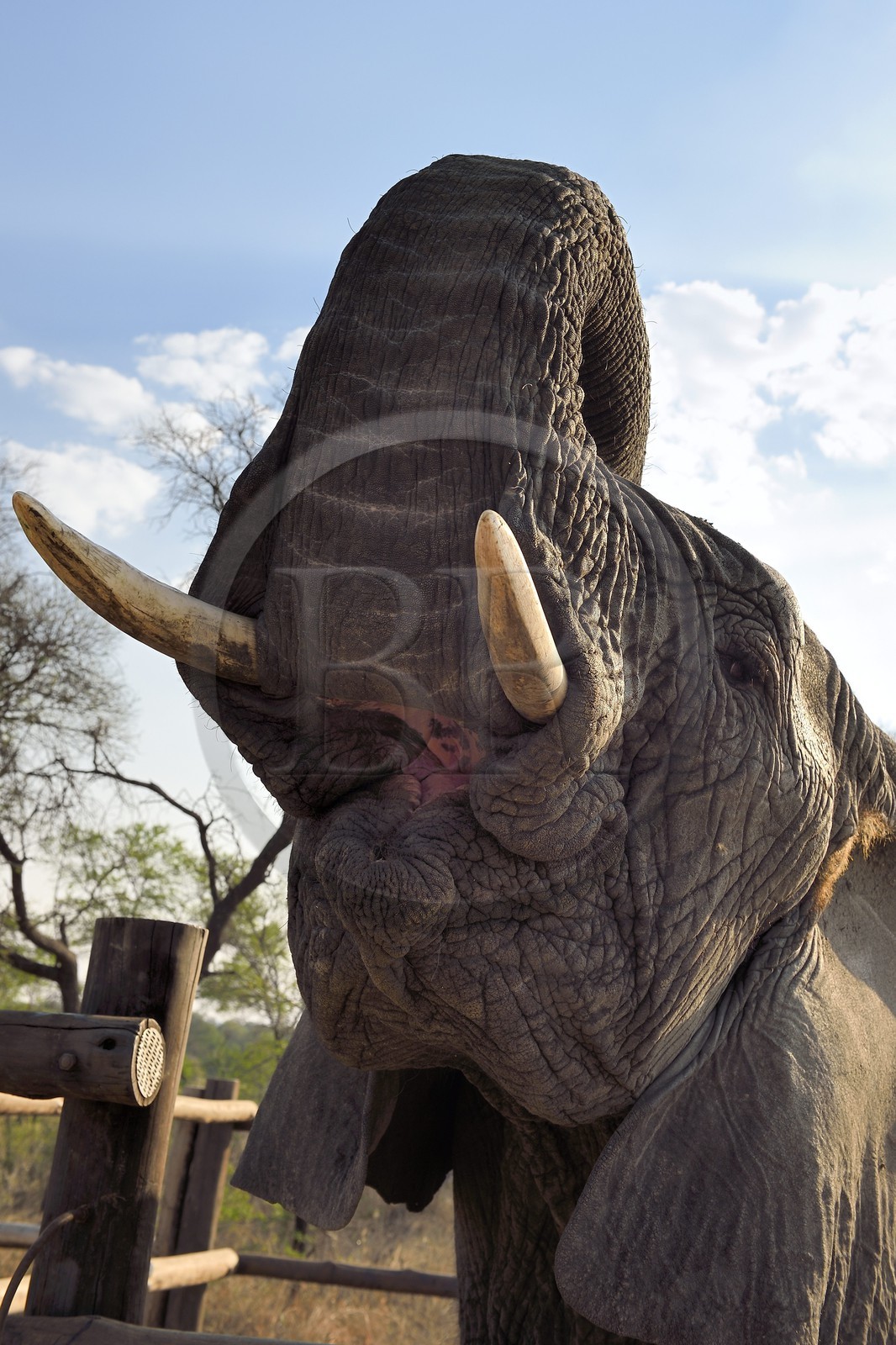 Zimbabwe, province des Midlands, Gweru, Antelope Park, éléphant d'Afrique (Loxodonta africana)