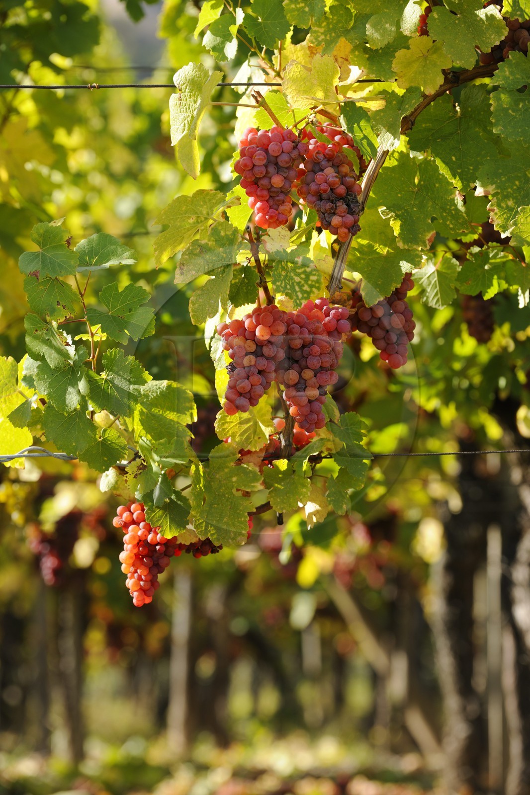 France, Bas-Rhin (67), la vigne au pied du château de Ortenbourg