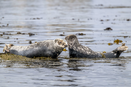 France, Finistère (29), Penmarch, archipel des Étocs, phoque gris (halichoerus grypus)