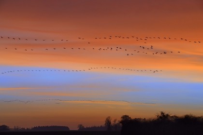 France, Indre (36), le Berry, parc naturel régional de la Brenne, Rosnay, étang de la Mer Rouge, grue cendrée (grus grus), vol au coucher de soleil