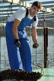 France, Var (83), La Seyne-sur-Mer, l'ostréiculteur Jean Christophe Giol dans la baie de Tamaris