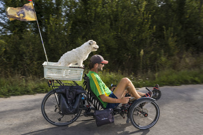 France, Charente-Maritime (17), Ile d'Oléron, Saint-Pierre-d'Oléron, hameau de La Coindrie, cycliste avec son chien sur un tricycle couché