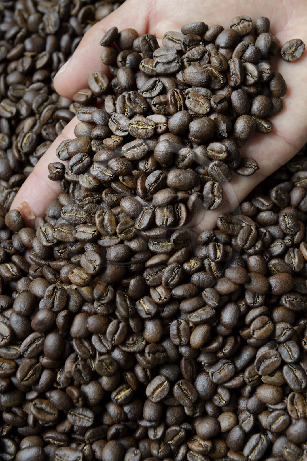 Panama, Chiriqui province, Boquete, Coffee Plantation Finca Lerida, fresh roasted catuai coffee beans