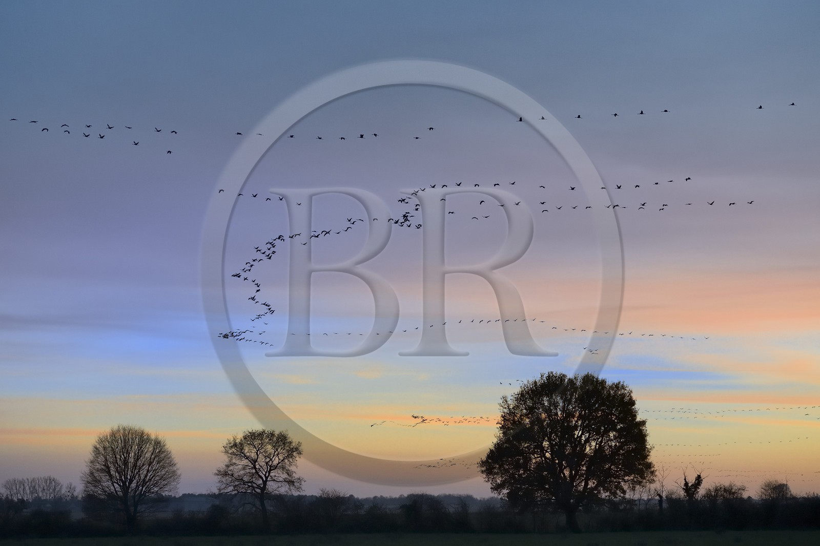 France, Indre (36), le Berry, parc naturel régional de la Brenne, Rosnay, étang de la Mer Rouge, grue cendrée (grus grus), vol au coucher de soleil