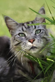 France, Ile de la Reunion, chat Main coon