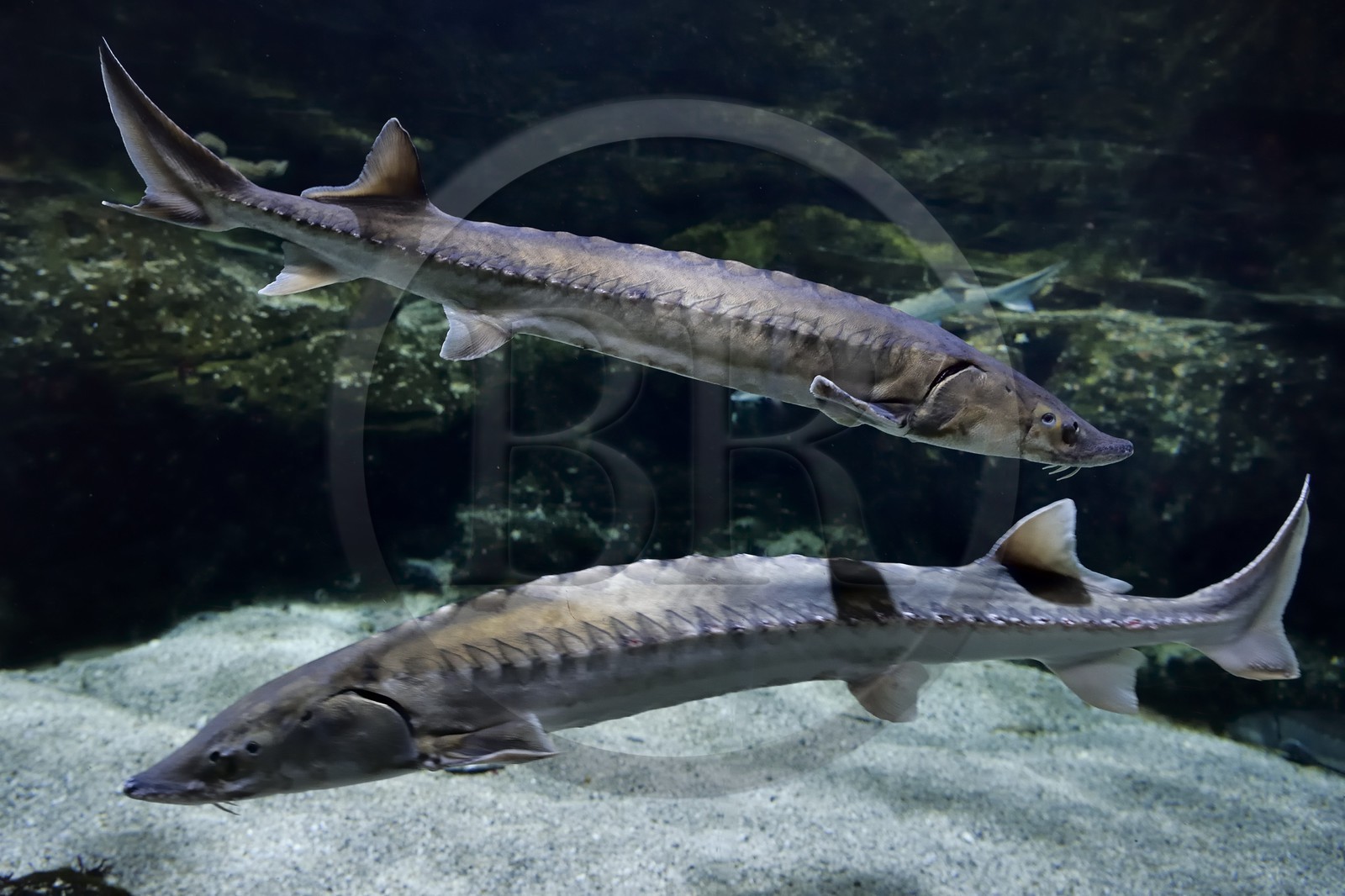 France, Charente-Maritime (17), La Rochelle, Aquarium La Rochelle, Mention obligatoire, zone Atlantique, esturgeon européen (Acipenser sturio)