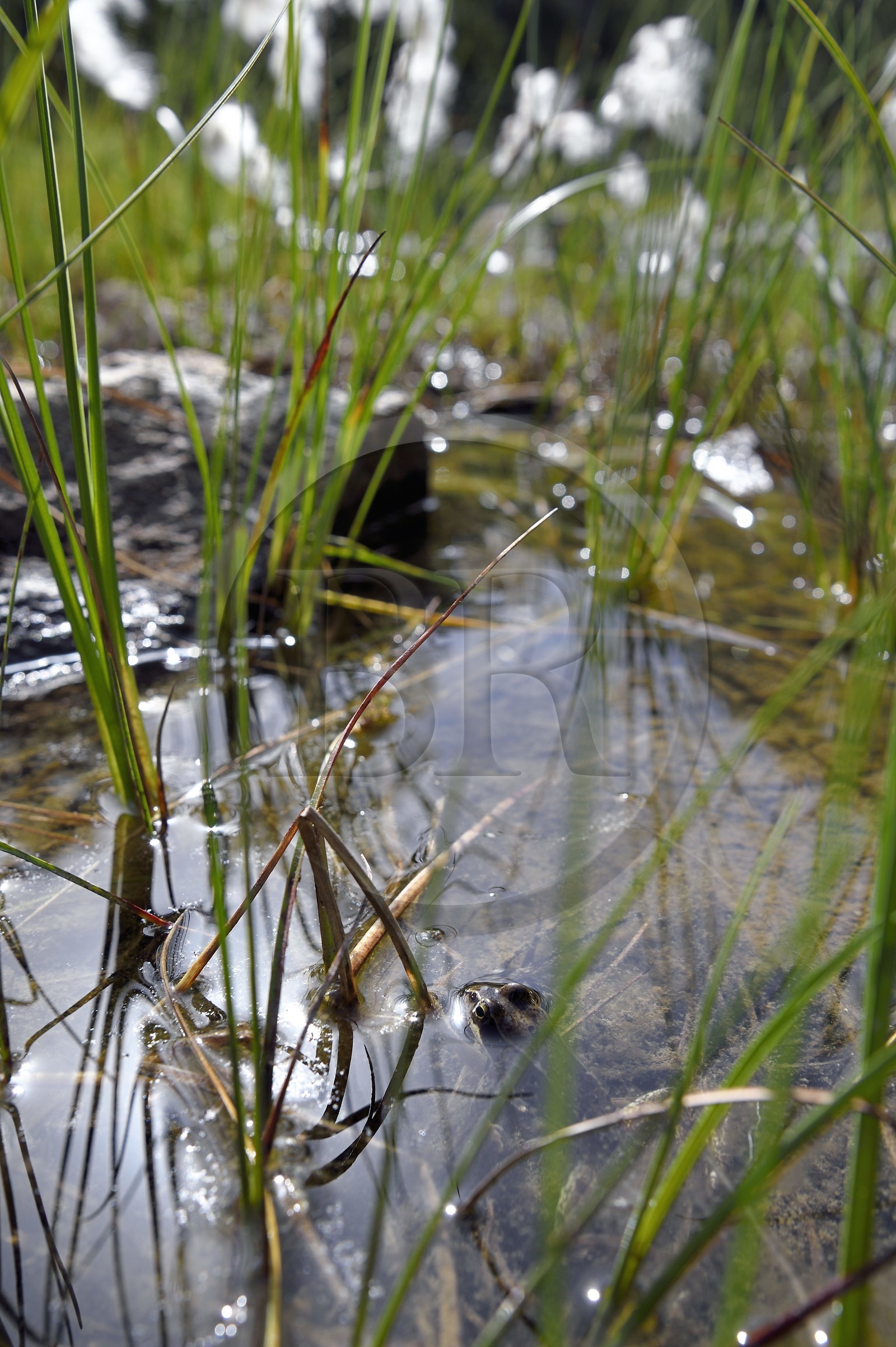 France, Hautes Pyrenees, Saint Lary Soulan, Neouvielle National Nature Reserve, Neouvielle lakes hike, Les Laquettes small lakes, frog