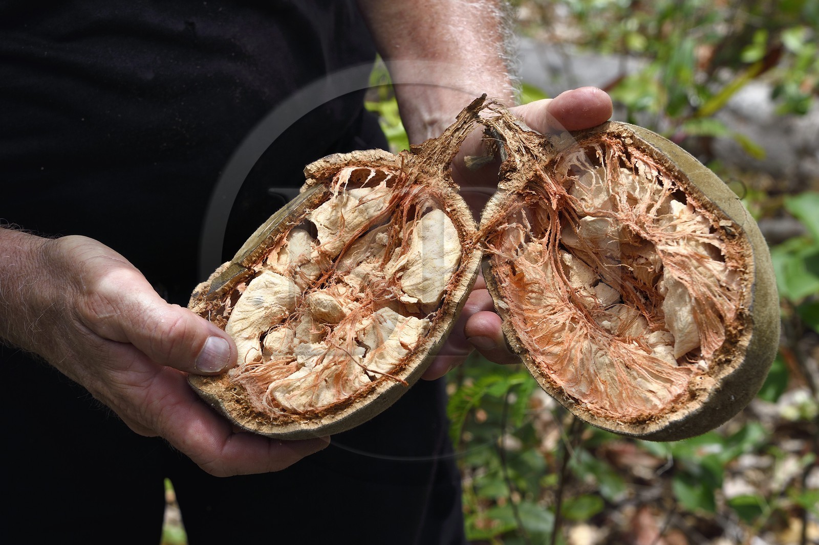 France, Mayotte island (French overseas department), Grande-Terre, M'Tsamoudou, Saziley headland, baobab fruit
