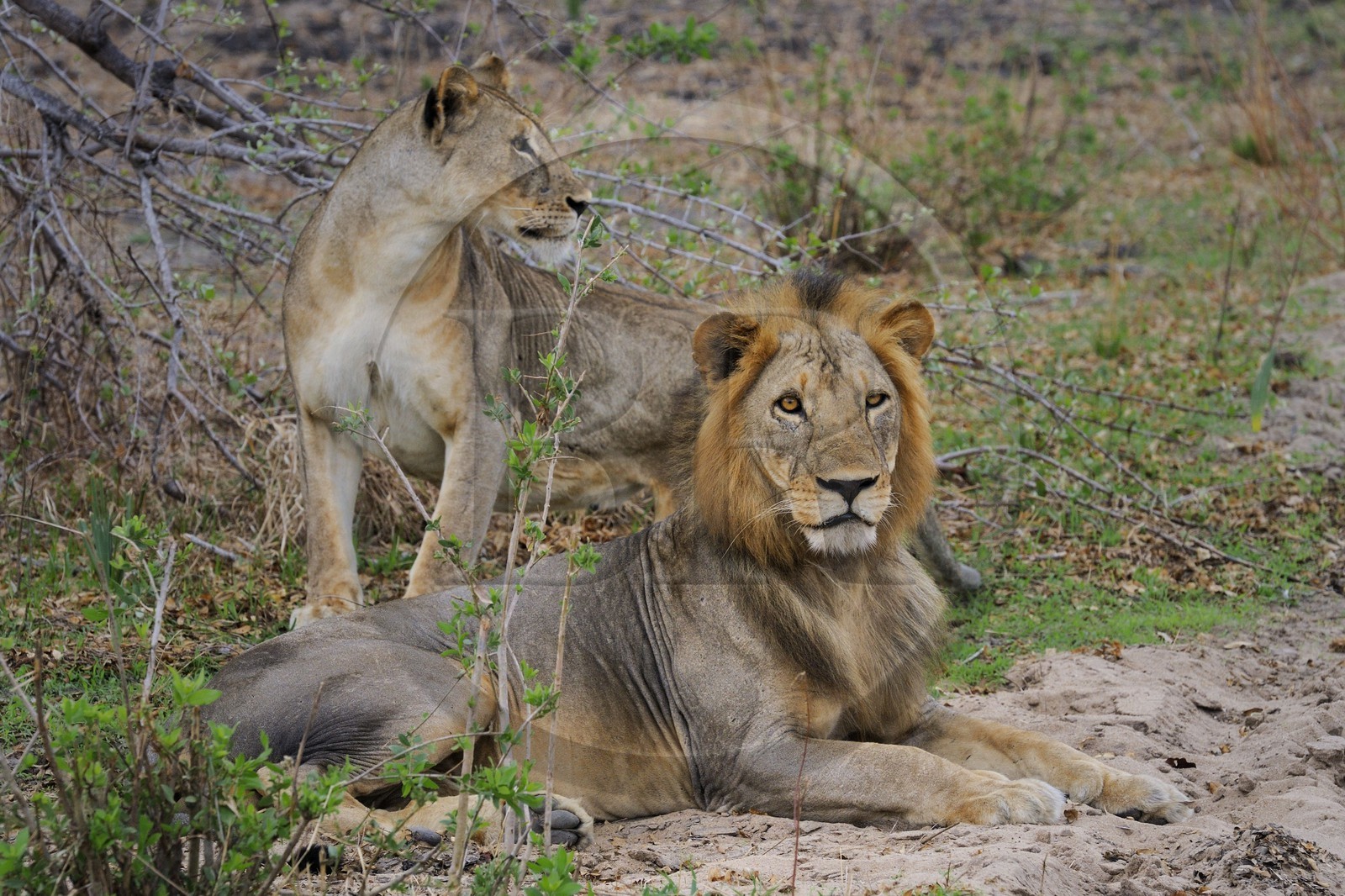 Tanzanie, Reserve de gibier de Selous une des plus grandes zones protégées au monde et inscrite sur la liste du patrimoine mondial de l’Unesco depuis 1982, lion (Panthera leo)