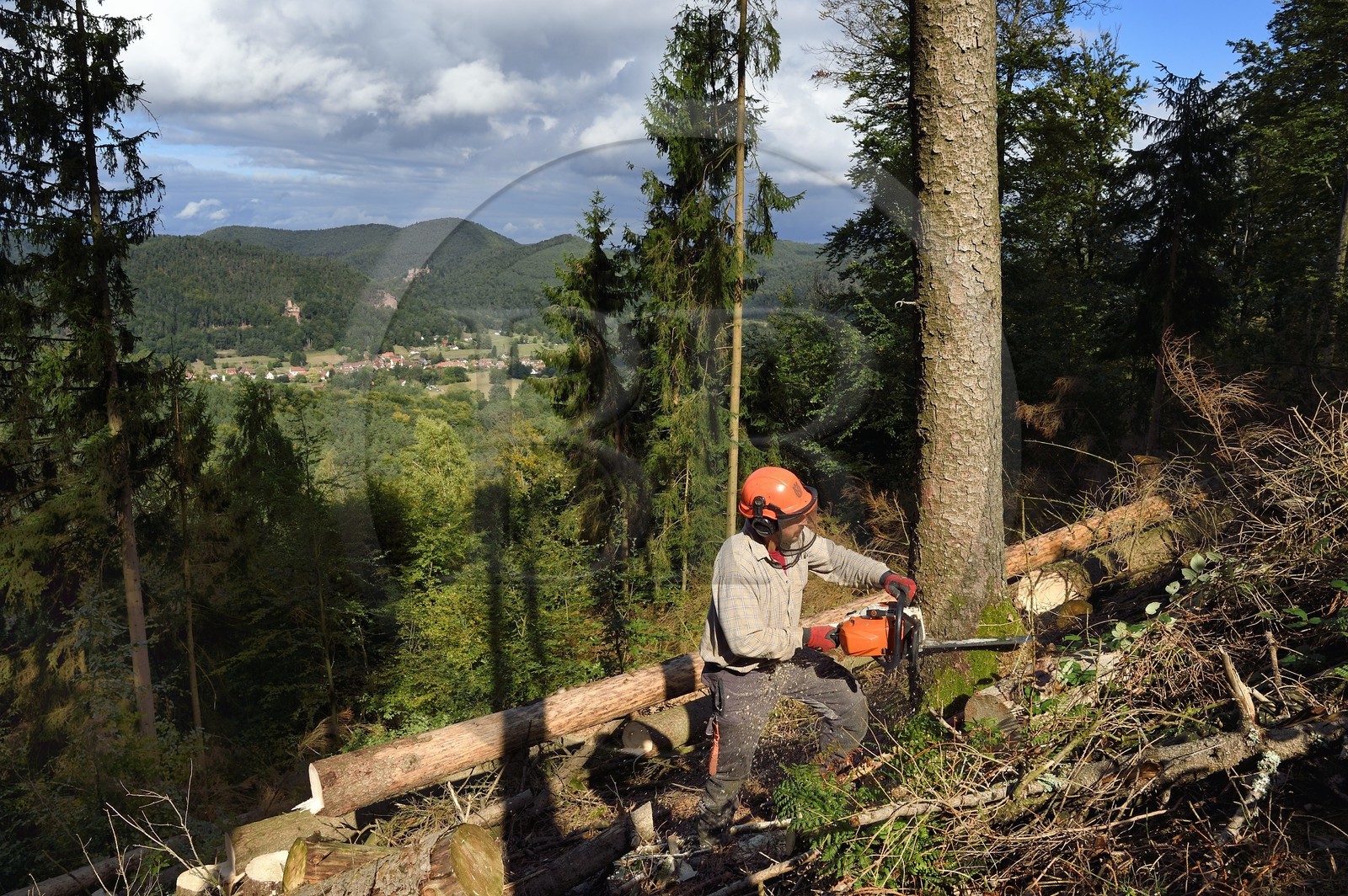 France, Bas-Rhin (67), Parc naturel régional des Vosges du Nord, Obersteinbach, foret domaniale de Steinbach, le bucheron Emmanuel Birgel coupant des épicéas malades atteints par des scolytes en contrebas des ruines du fortin de Wittschloessel