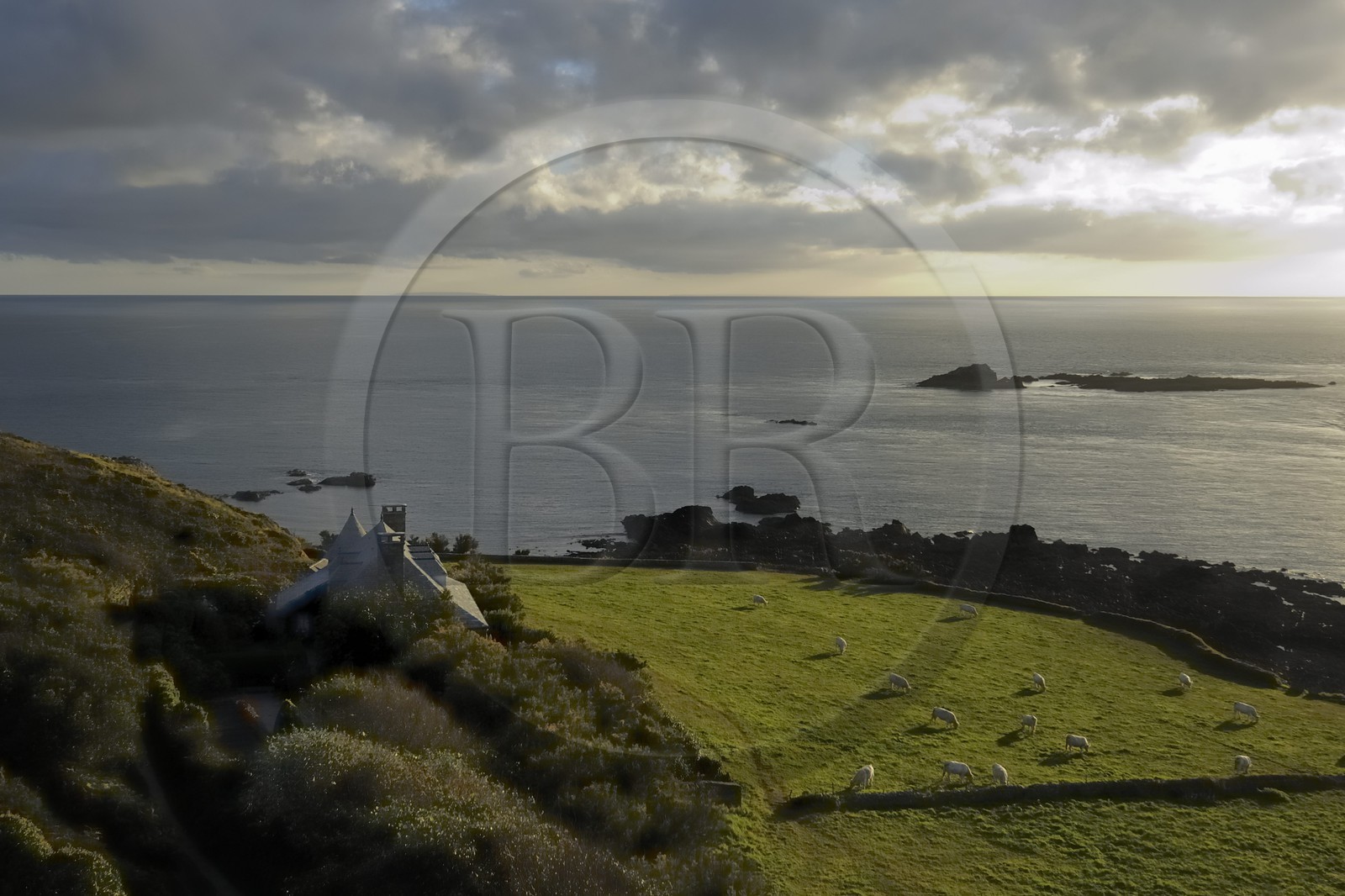 France, Manche (50), Cap de la Hague, le petit port de Goury, vaches dans les prés