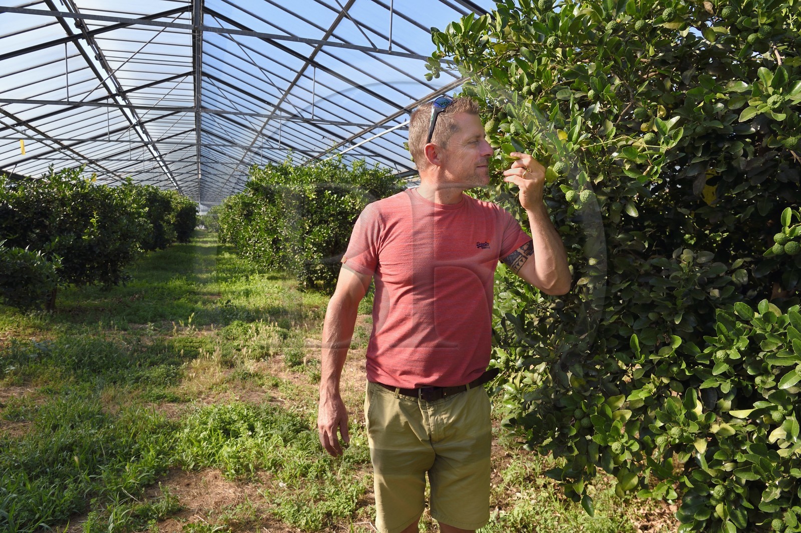 France, Var (83), La Londe-les-Maures, Philippe Carra dirige le Domaine du Jasson, culture des agrumes, combava (Citrus hystrix)