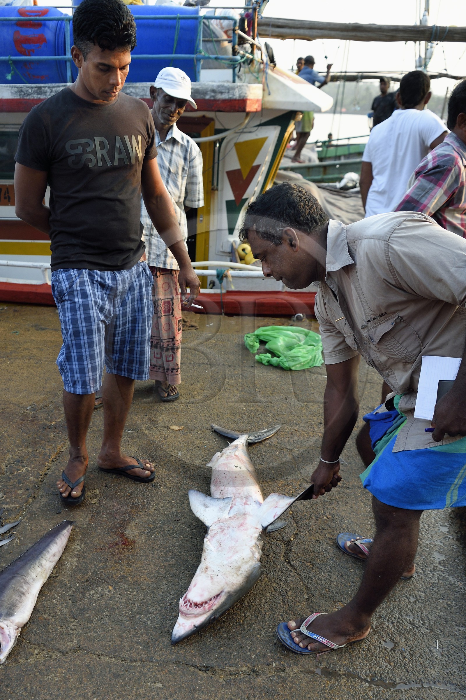 Sri Lanka, Province du Sud, Matara (district), Weligama, port de pêche de Mirissa, vente de poissons sur le quai au retour de la pêche, ici un requin