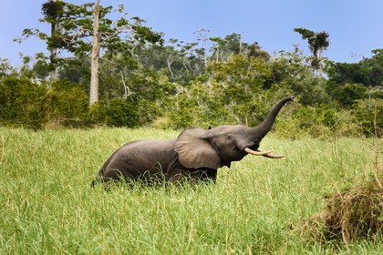 Gabon, Ogooue-Maritime Province, Loango National Park, Akaka site in the Fernan Vaz (Nkomi) Lagoon, African forest elephant (Loxodonta cyclotis)