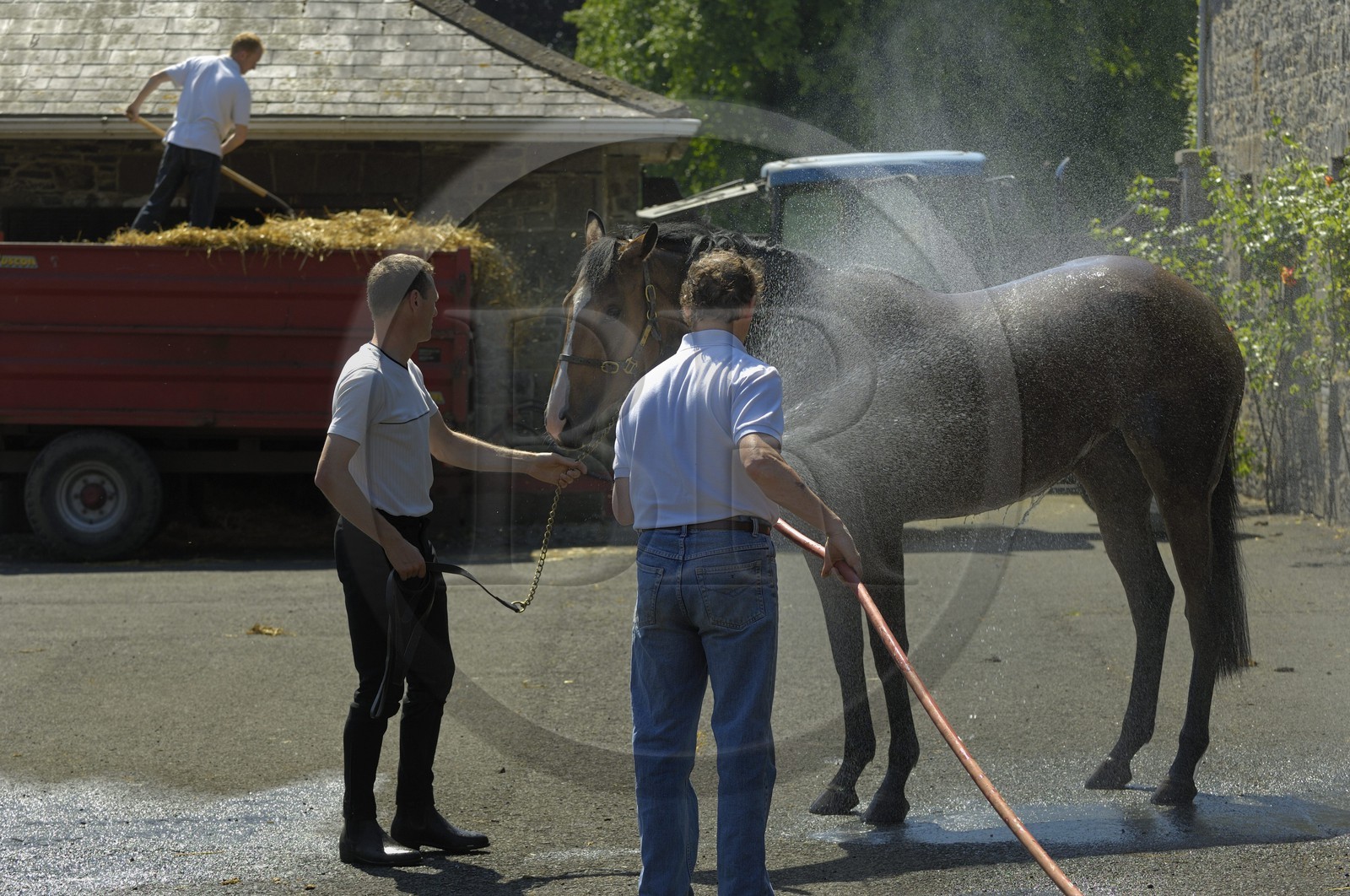 Irlande, Co. Kildare, Maynooth, harras de Moyglare (Stud), lavage du cheval