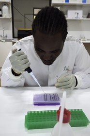Namibia, Otjiwarongo, Cheetah Conservation Fund, research and education centre, Life Technologies Conservation Genetics Laboratory, pipetting for DNA analysis by Hafeni