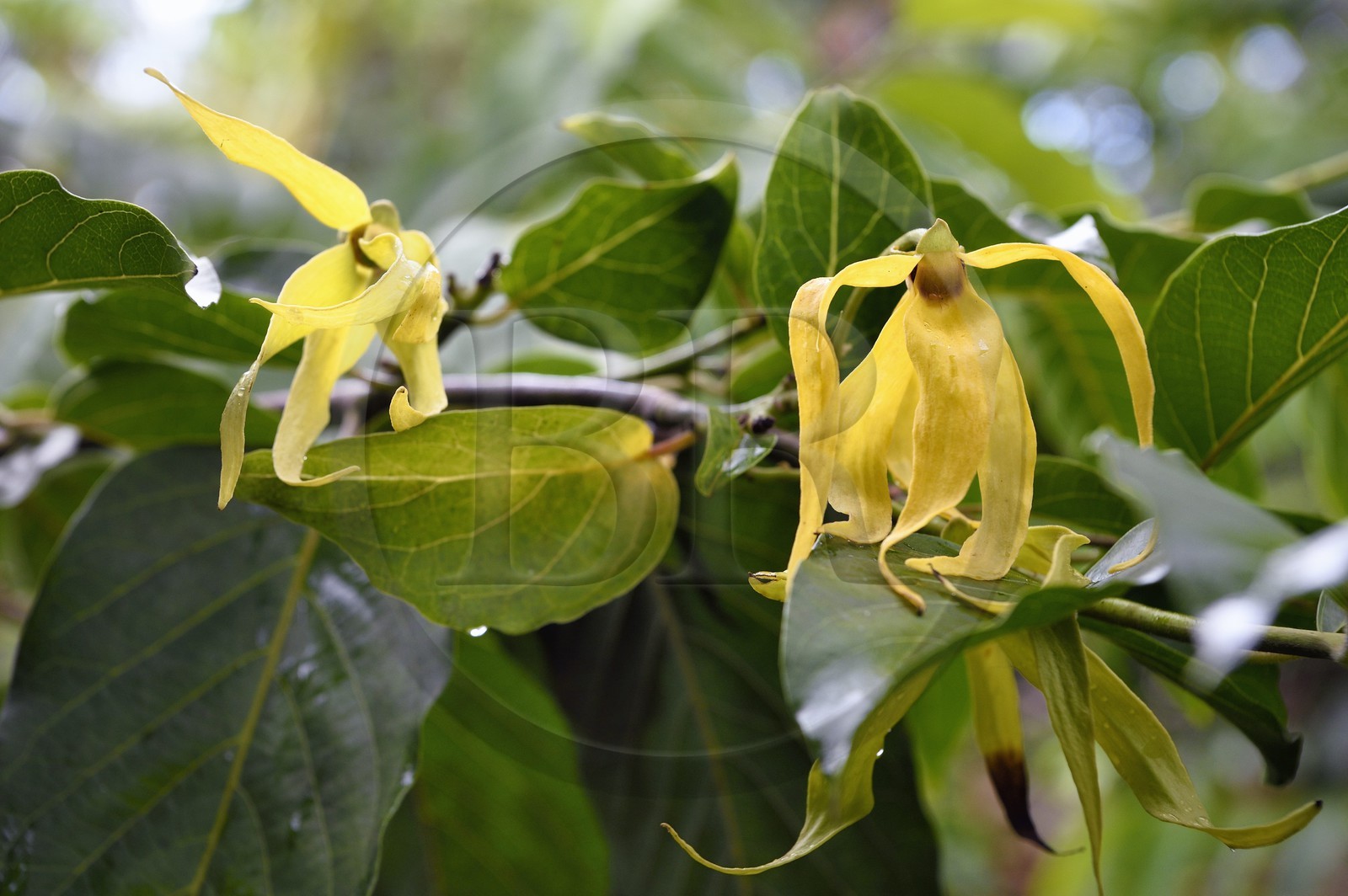France, Ile de Mayotte, Grande-Terre, Ouangani, fleurs d'ylang-ylang (Cananga odorata) et leur feuillage