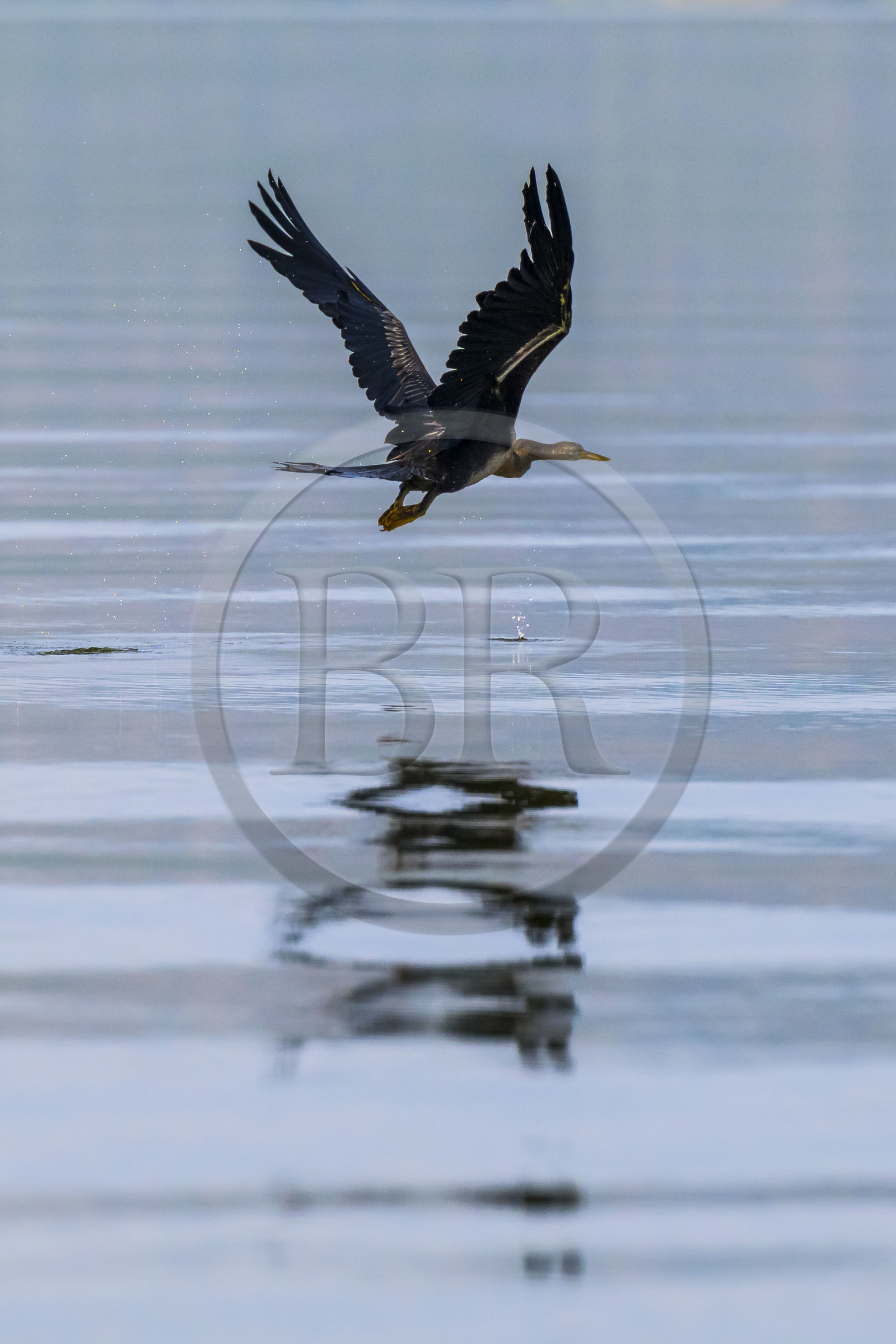 Rwanda, Parc national de l'Akagera, Anhinga d'Afrique (Anhinga rufa) survolant le lac Ihema