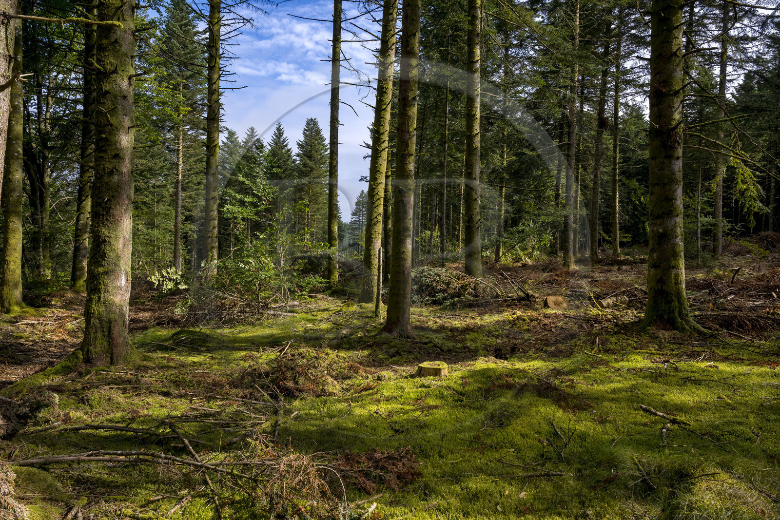 France, Nievre, Regional Natural Park of Morvan, Dun-les-Places, selective deforestation following bark beetle attacks in the forest of Breuil-Chenue at the place called Dolmen de Chevresse