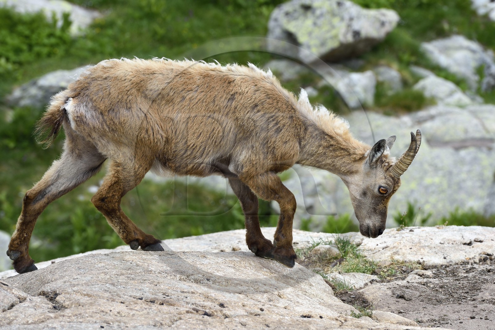 France, Alpes-Maritimes (06), parc national du Mercantour, vallée de la Valmasque, étagne, bouquetin (Capra ibex) femelle des Alpes